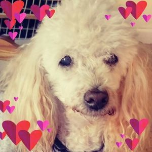 Meet your Posher, Karole